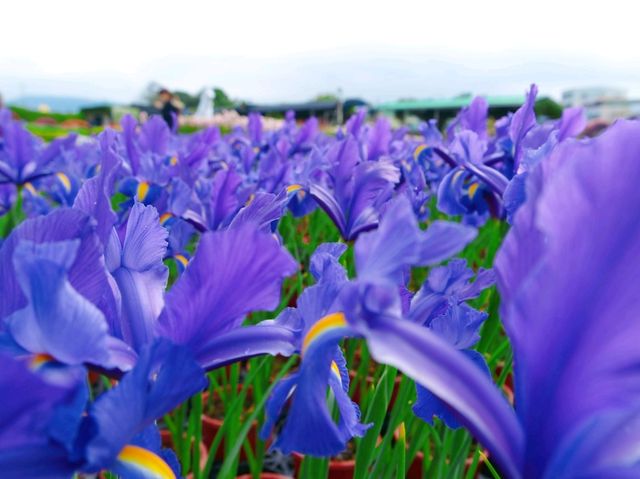 Explore Floral Fantasy: A Taichung Getaway at Zhongshe Flower Market