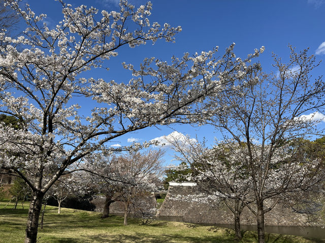 🏞️【皇居春日限定開放】趕上滿開櫻花×最後開放日！東京市中心的賞櫻驚喜體驗 🌸