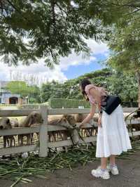 🐑 รีวิว The Scenery Vintage Farm สวนผึ้งที่เต็ม 🎠