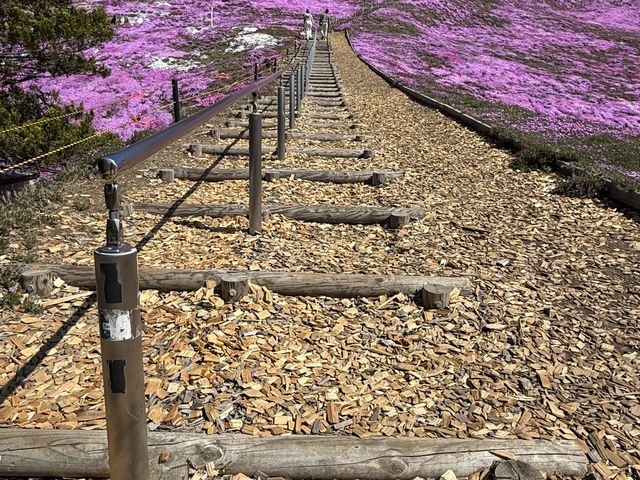 Shibazakura Viewing