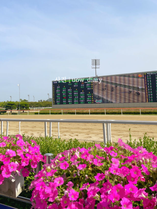 이색여행지 추천해줄게! 경마 관람 어때?☺️🐴🐎