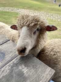 ฟาร์มในฝันที่มีมากกว่าความสวย…🌾🐑