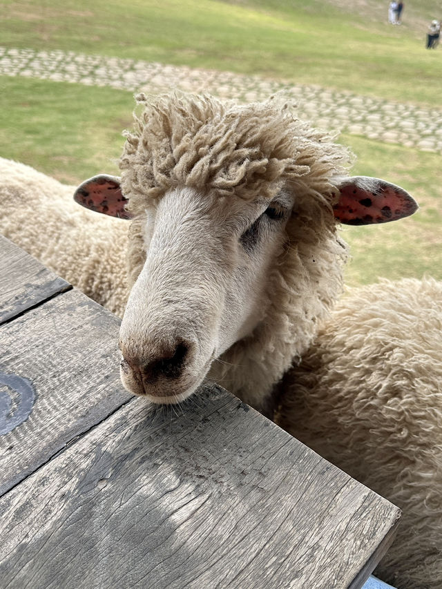 ฟาร์มในฝันที่มีมากกว่าความสวย…🌾🐑