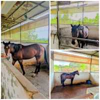 Horse Riding - Hanoi's Hidden Gem