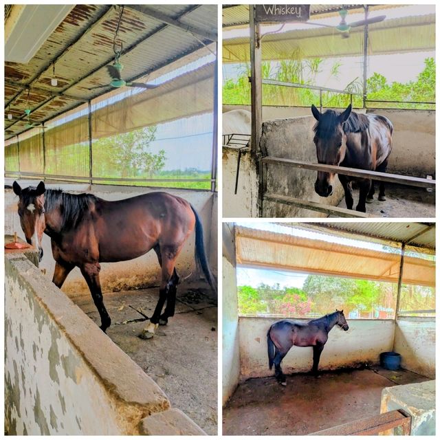 Horse Riding - Hanoi's Hidden Gem