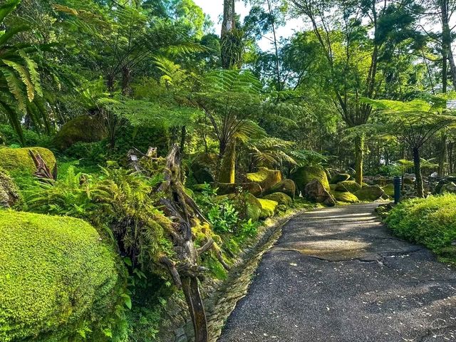 The Rainforest at Singapore Botanic Gardens – A Walk Through Ancient Nature