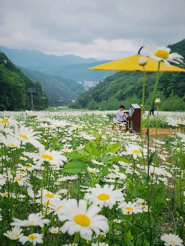 순백의 꽃세상 하이원샤스타데이지 