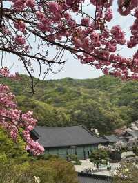 천안 겹벚꽃 명소는 여기 🩷