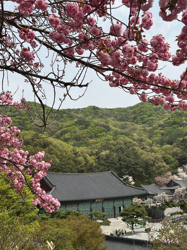 천안 겹벚꽃 명소는 여기 🩷