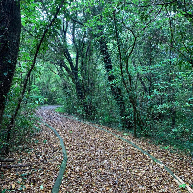Tosashimizu Geopark: A Journey Through Time and Nature