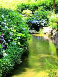 💜繡球花💙大阪長居公園
