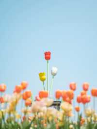 【 期間限定開催！】300万本ものチューリップに囲まれる夢の世界🌷🌈