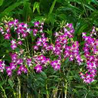 【🇸🇬Singapore】Nature Date at the National Orchid Garden – for Free! 🌸✨