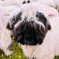 🐑🌄 Valais Sheep Farm Visit: Alpine Pastures, Woolly Friends & Swiss Cheese!