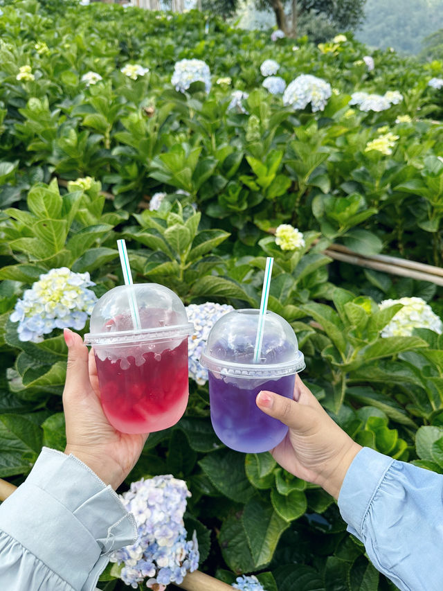 Lost in a Sea of Hydrangeas at Kuv Niam Hydenyia, Chiang Mai