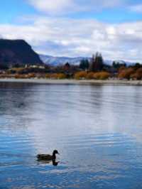 That Famous Tree: A Peaceful Moment at Lake Wanaka