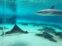 Gold Coast Theme Parks any good now? 