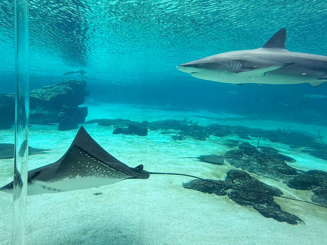 Gold Coast Theme Parks any good now? 
