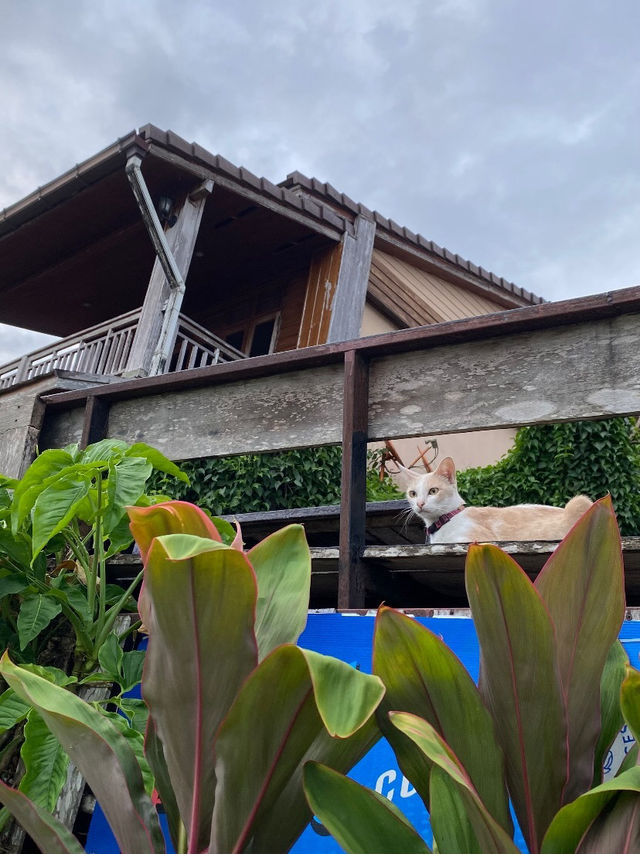 เที่ยวภูผาม่าน-เชียงคาน ด้วยตัวเอง