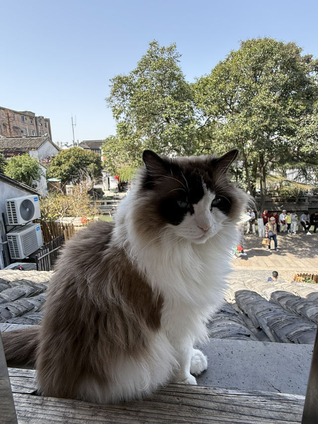 蘇州｜平江路「貓十二」貓咖天堂❤️