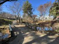🏞️ Strolling Through History – Morioka Castle Site Park (Iwate Park)