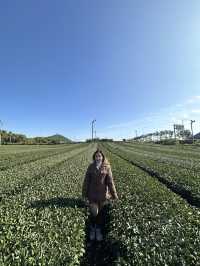 Jeju’s Innisfree Café & Green Tea Fields – A Dreamy Stop for Beauty Lovers and Nature Seekers