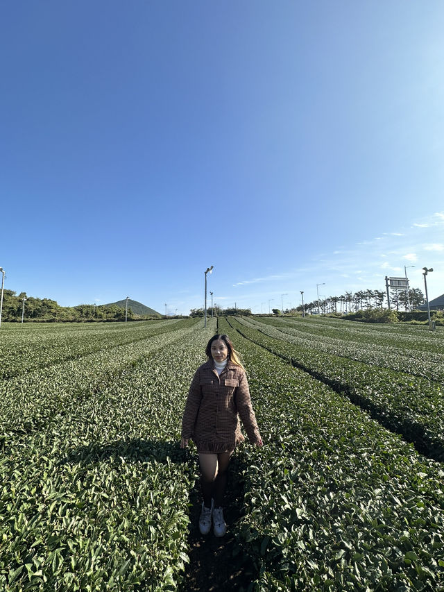 Jeju’s Innisfree Café & Green Tea Fields – A Dreamy Stop for Beauty Lovers and Nature Seekers