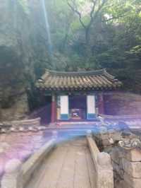 편백 숲길 따라 천년 고찰까지의 상쾌한 숲속 산책🌲