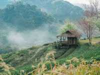 เที่ยวไร่ชา2000ไร่ ดอยอ่างขางเชียงใหม่
