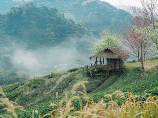 Visit the 2,000 Rai Tea Plantation at Doi Ang Khang, Chiang Mai.