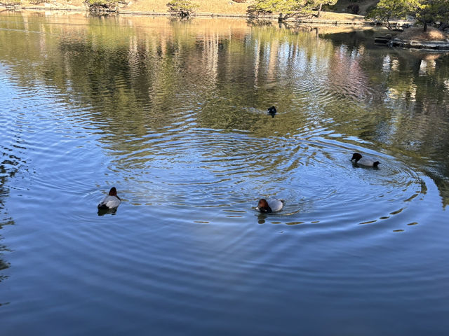 廣島 縮景園（非常推薦）