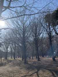 🇯🇵 Yoyogi Park 