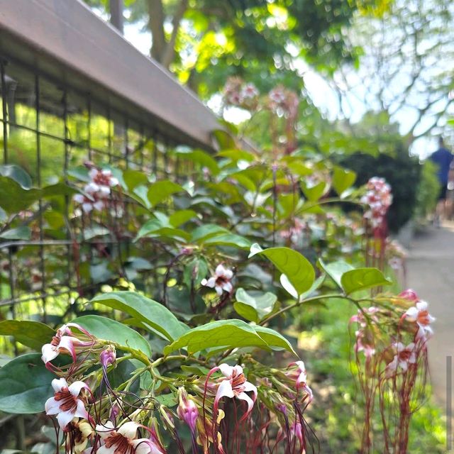Treetop Walk at HortPark (Free & short trail)