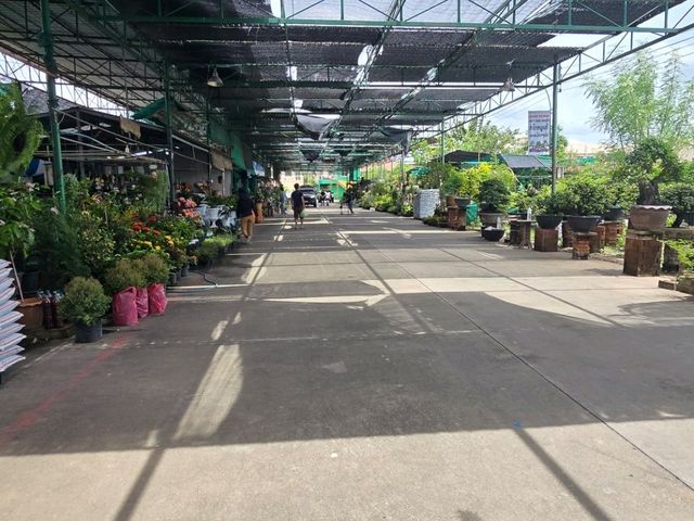ตลาดต้นไม้สันติสุข สามโคก ปทุมธานี
