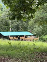 Huai Kha Kang Wildlife Sanctuary