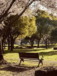 A Peaceful Local Green Space for Relaxation