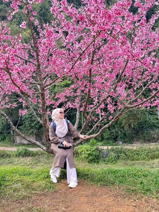 ดอกซารุระเมืองไทย ดอยอ่างขาง จ.เชียงใหม่