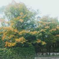 วัดคินคะคุจิ(Kinkakuji)