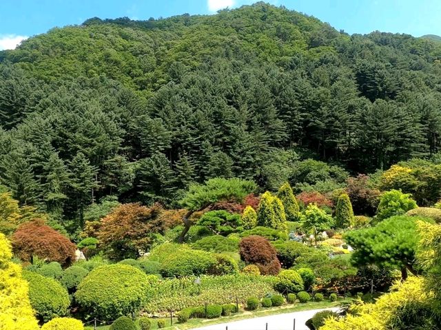 Garden of Morning Calm – A Serene Escape Near Seoul