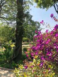Garden of Dreams