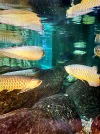 Tidal Marvels at The Coastal Zone, Aquaria KLCC