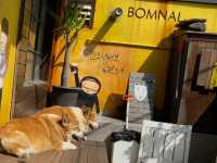 Jeju Escape: Cafe Bomnal’s Coastal Charm 