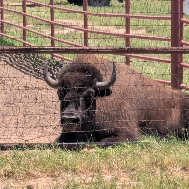Woolaroc Museum & Wildlife Preserve – Bartlesville, OK