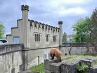 🐻 Relaxed Moments at Bern’s BearPark – Watching the City Symbol