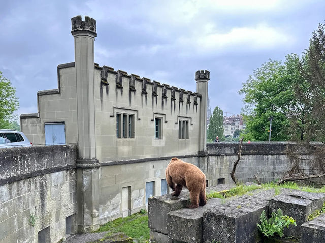 🐻 Relaxed Moments at Bern’s BearPark – Watching the City Symbol