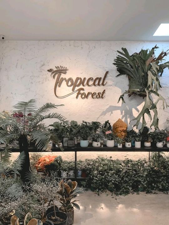Tropical Forest