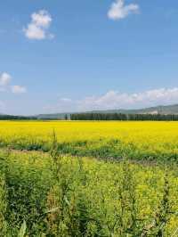 Golden Surprise on the Tangbula Road