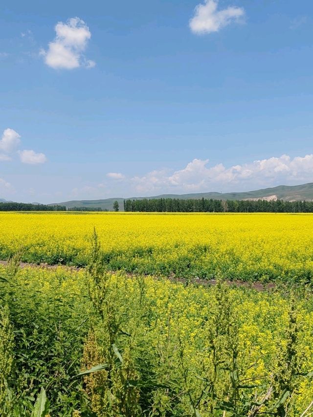Golden Surprise on the Tangbula Road