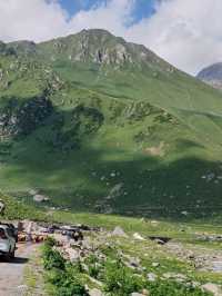 Alpine Flock Blocks the Road: Passenger Leans Out for Photos