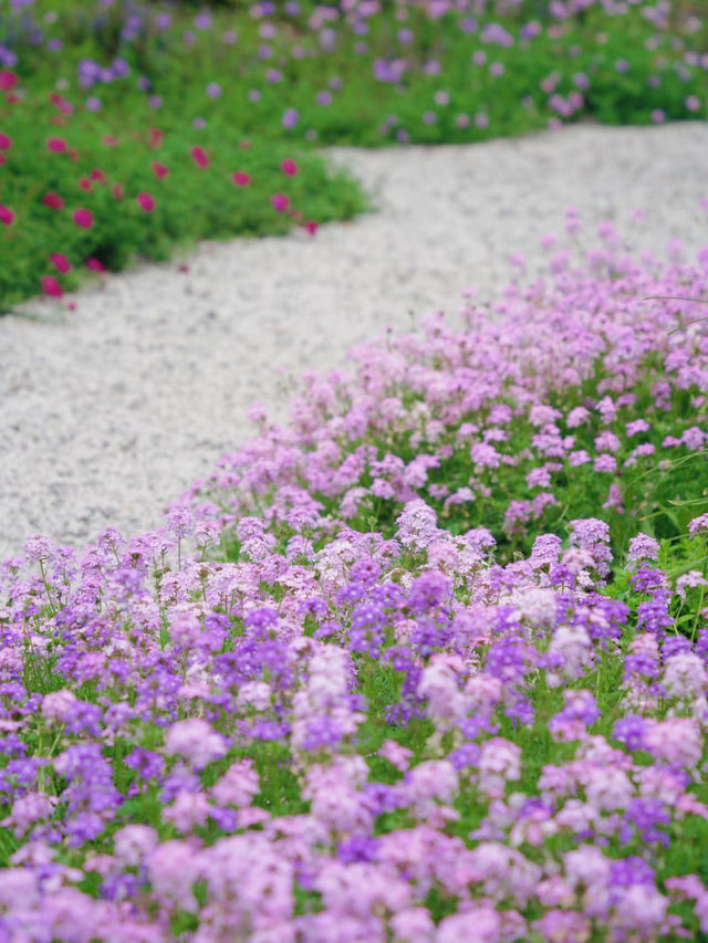 Xiaoshan Qiqu Forest Park | The Secret Rose Garden is Back in Bloom! 🌹🌿